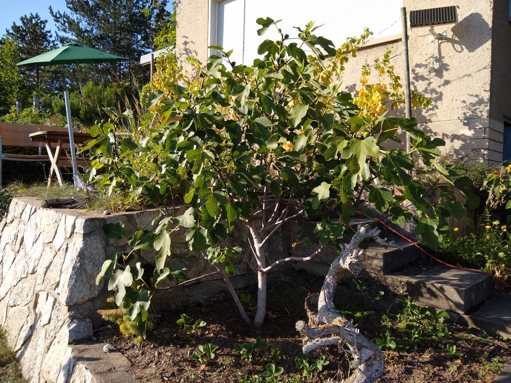 Pfälzer Fruchtfeige